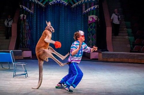 Пингви-шоу "Ласта-рика" Пингви-шоу "Ласта-рика"