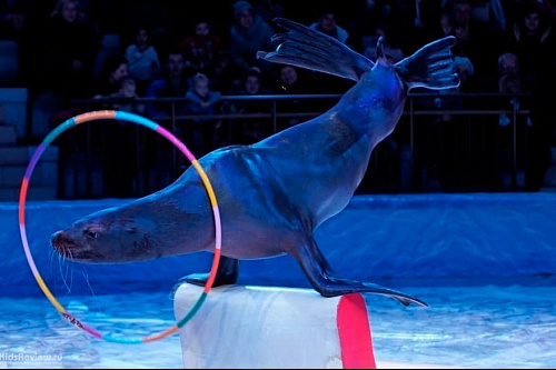 Пингви-шоу "Ласта-рика" Пингви-шоу "Ласта-рика"