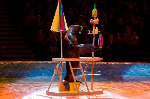 Пингви-шоу "Ласта-рика" Пингви-шоу "Ласта-рика"