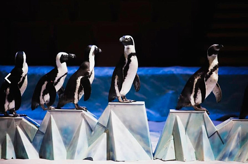 Пингви-шоу "Ласта-рика" Пингви-шоу "Ласта-рика"