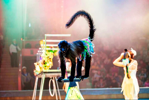 Пингви-шоу "Ласта-рика" Пингви-шоу "Ласта-рика"